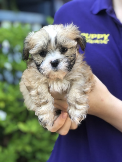Absolutely lovable and cute gold Maltese x Shih Tzu and gold Malshi puppy dogs held in loving arms at Puppy Shack Brisbane.